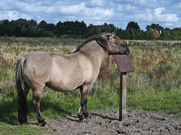 09-09-2024 Lentevreugd