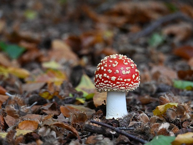 10-10-2024 Paddenstoelen Oosterbeek