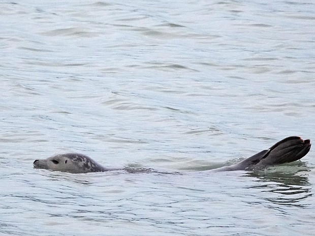 12-01-2024 Roodkeelduiker en Zeehond
