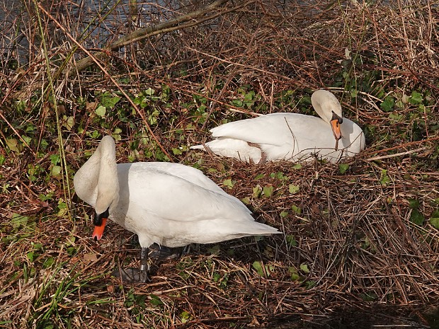 15-03-2024 Haagse Bos eo