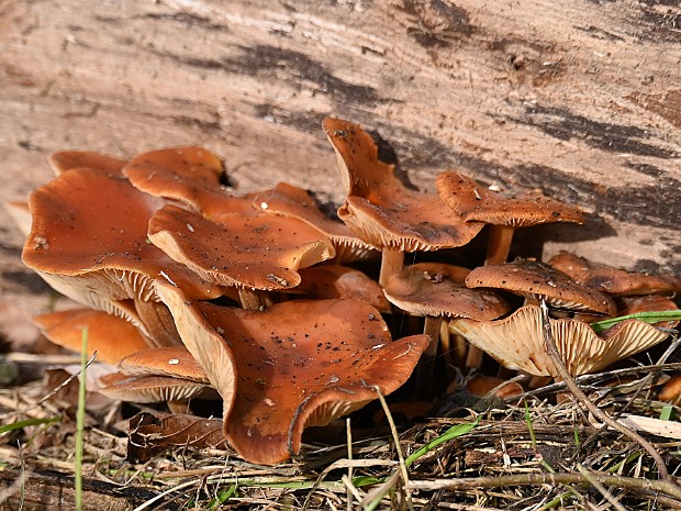 15-10-2024 Paddenstoelen Marlot