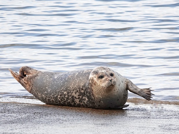 16-02-2024 Zeehond en Roodkeelduiker