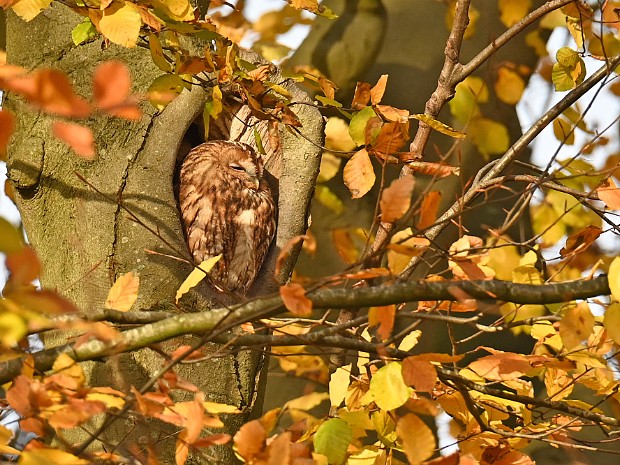 17-11-2024 Voorschoten en Haagse Bos