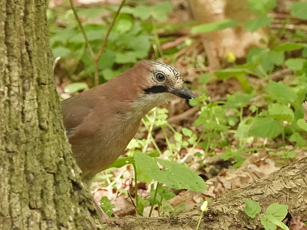 18-04-2024 Haagse Bos