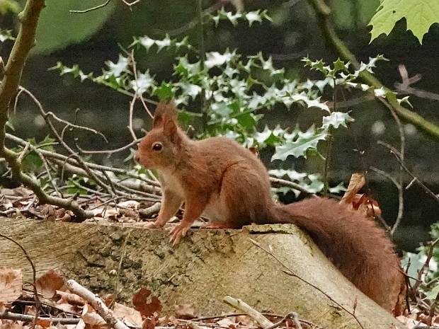20-04-2024 Haagse Bos