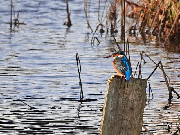 22-01-2024 IJsvogel Zoetermeer