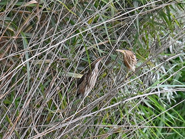 22-08-2024 Benthuizerplas