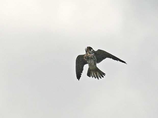 22-09-2024 Boomvalken Zevenhuizen