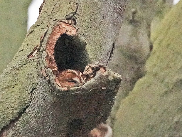 25-01-2024 Meer en Bos