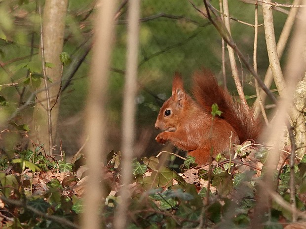 25-03-2024 Haagse Bos