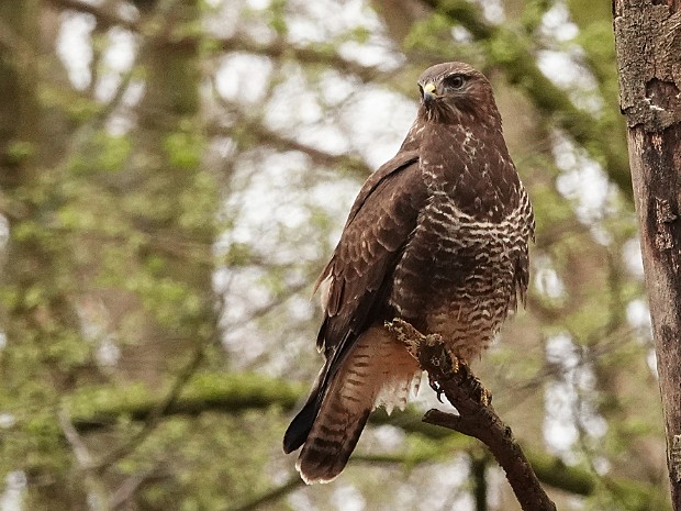 26-03-2024 Haagse Bos en Oosterbeek