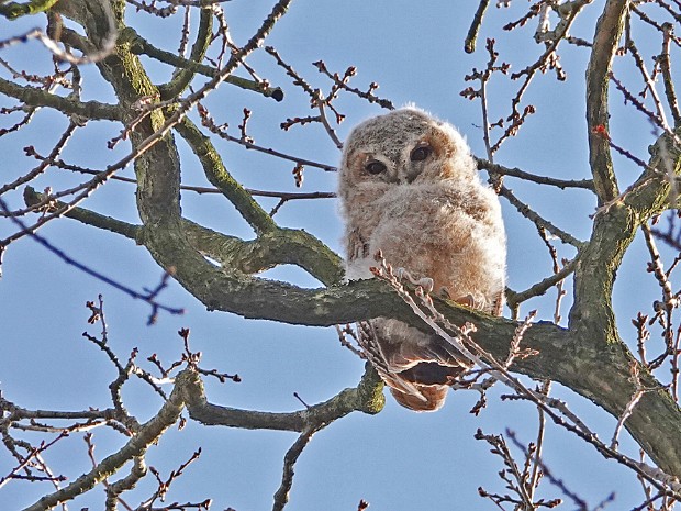 27-03-2024 Haagse Bos