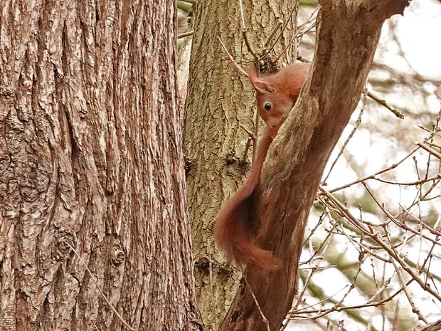 28-03-2024 Haagse Bos