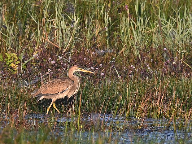 28-08-2024 Purperreiger Lentevreugd
