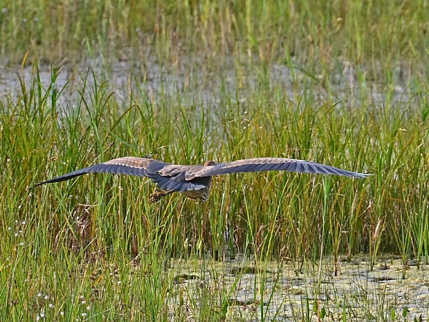 30-08-2024 Purperreiger Lentevreugd