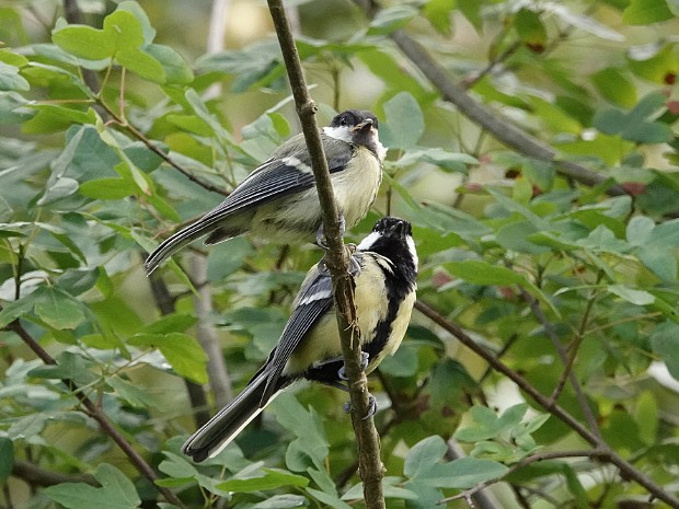 Natuur 2024-02
