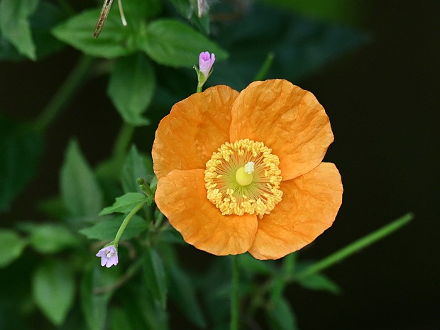 Natuur 2024-03