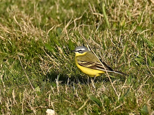06-04-2025 N3MP en Voorburg
