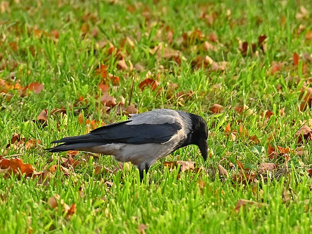 11-11-2025 Koperwieken en Bonte Kraai