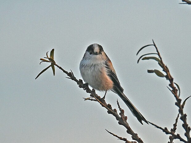 11-12-2025 Wassenaar Lentevreugd