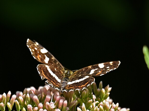 12-07-2025 Tuin en N3MP