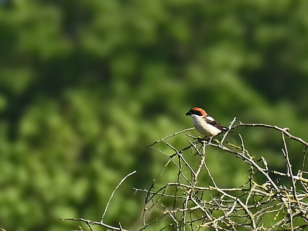 14-05-2025 Roodkopklauwier Lentevreugd