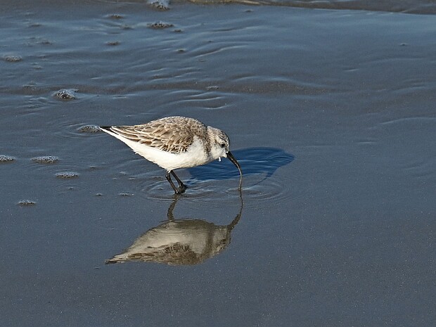 18-03-2025 Scheveningen en Haagse Bos