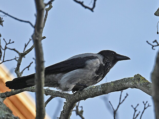 19-12-2025 Den Haag Segbroek e.o.