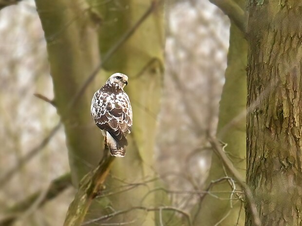 21-03-2025 Haagse Bos