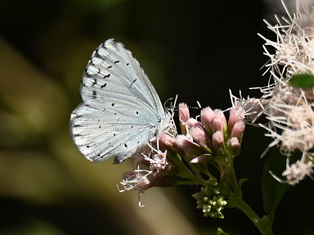 21-08-2025 Tuin en Scheveningen