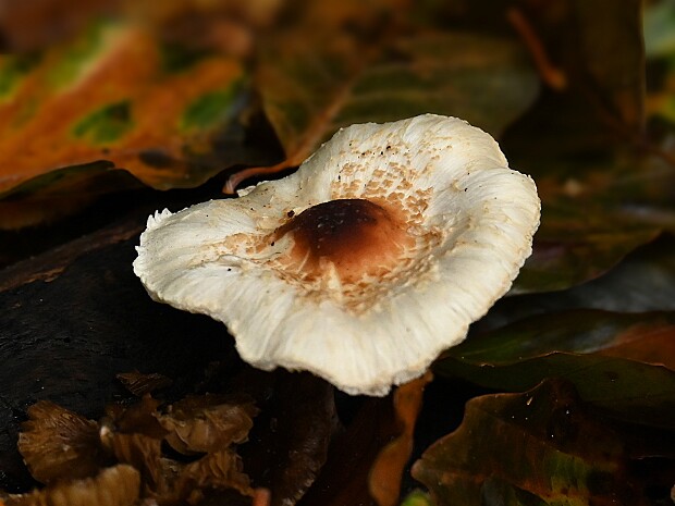 22-10-2025 De Horsten