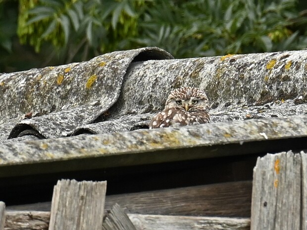 27-07-2025 Steenuiltjes Wilsveen
