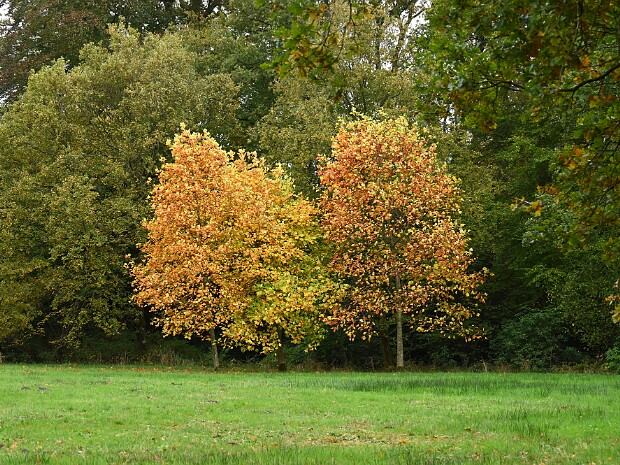 28-10-2025 Kasteelpark Duivenvoorde