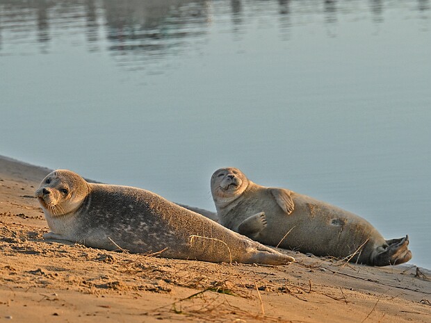 28-12-2025 Zeehondjes Katwijk