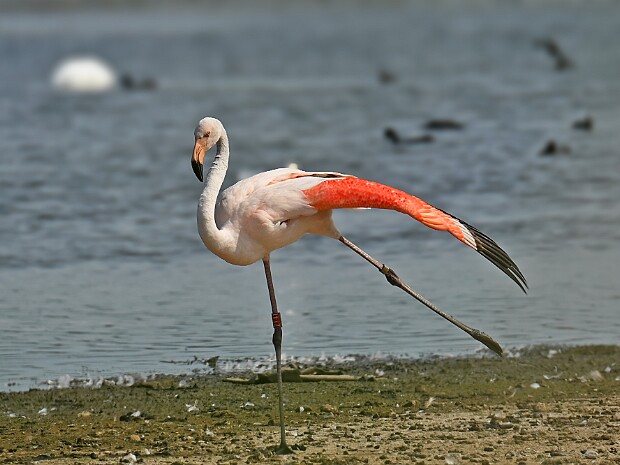 29-07-2025 Flamingo N3MP