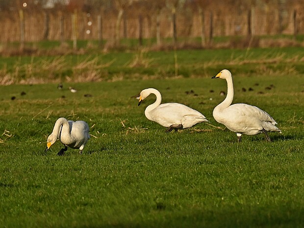 30-12-2025 Wilde Zwanen Wassenaar