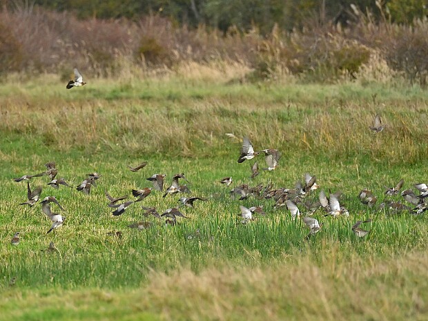 31-10-2025 Lentevreugd Wassenaar