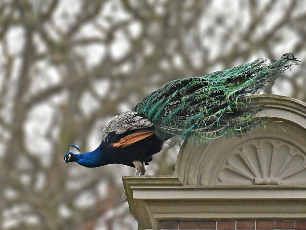 06-03-2026 Kasteelpark Duivenvoorde