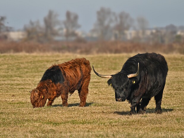 08-02-2026 Wassenaar Lentevreugd