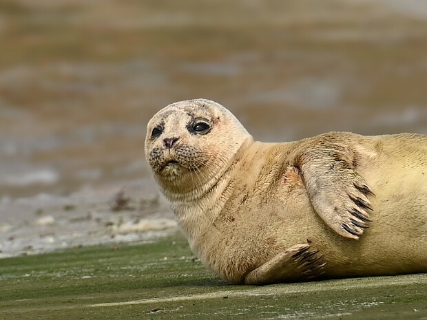 10-04-2026 Zeehondje op De Helling