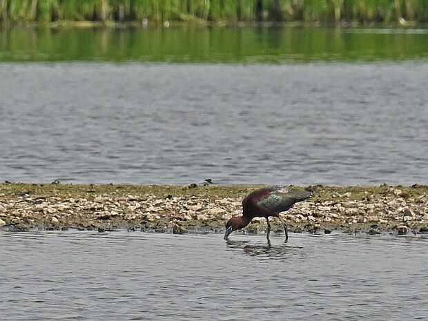 10-05-2026 Zwarte Ibis N3MP
