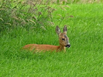 14 en 15-06-2026 Duivenvoordse Polder ea