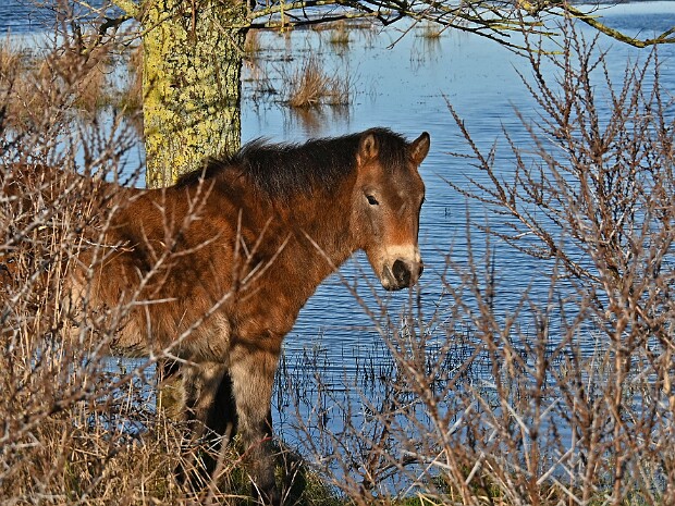 14-02-2026 Wassenaar Lentevreugd