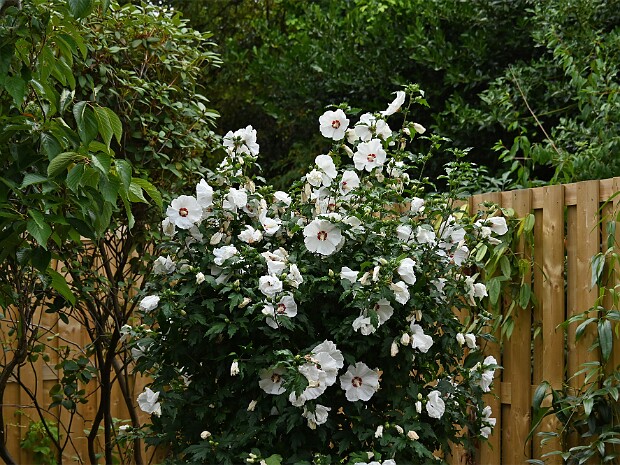 16-08-2026 In en vanuit de Tuin