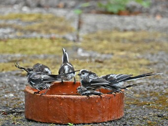 17-07-2026 Stadsreus en Staartmezen