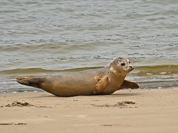 21-02-2026 Zeehondjes Scheveningen