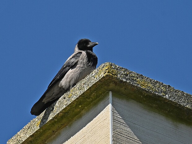 21-04-2026 Bonte Kraai