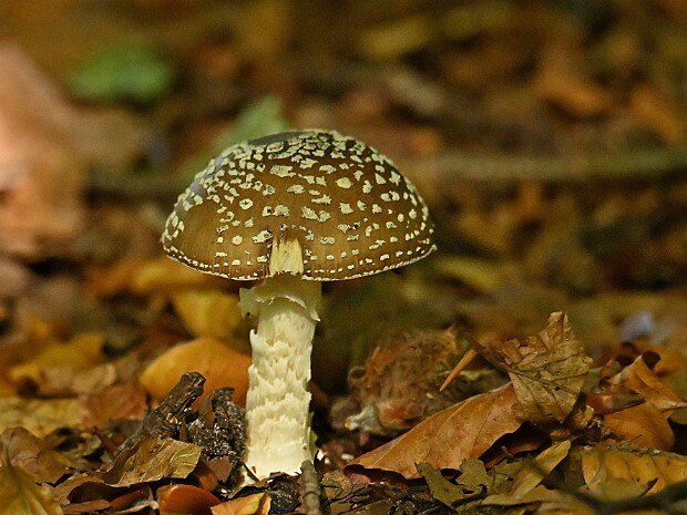 21-09-2026 Oosterbeek en Clingendael
