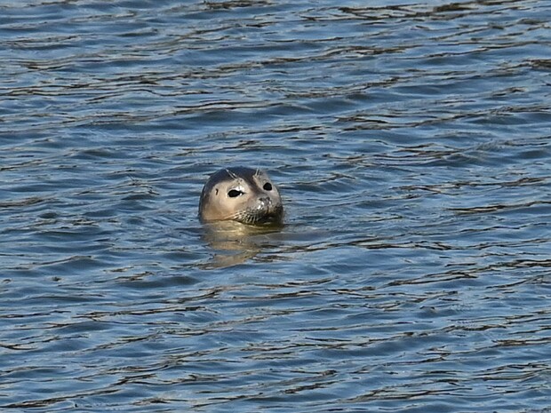 22-04-2026 Driemaster en Zeehondjes Scheveningen