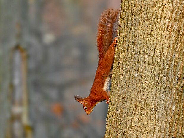 25-01-2026 Landgoed Oostduin-Arendsdorp